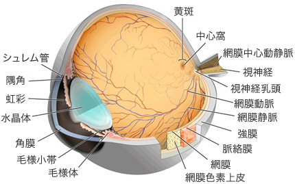 硝子体手術の特徴